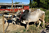 Inle Lake Myanmar. The market of the village of Nampan on the eastern lakeshore. 